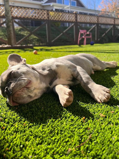 Beacon Suites Pet Resort