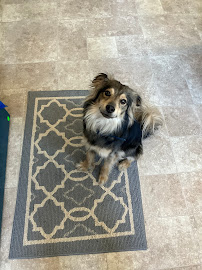 Skye's Dog Training - Photo 6 - Car repair in West Jordan, UT, Salt Lake City