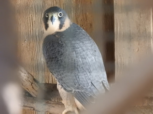 Zoo «Catoctin Wildlife Preserve and Zoo», reviews and photos, 13019 Catoctin Furnace Rd, Thurmont, MD 21788, USA