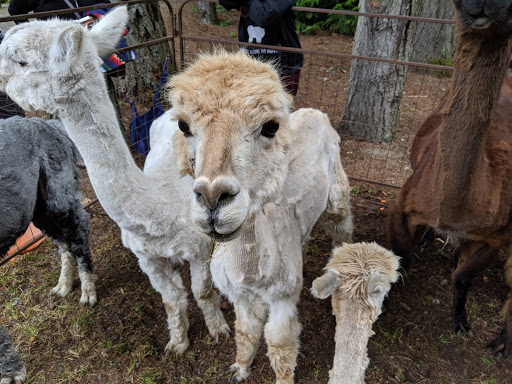 State Park «Bridle Trails State Park», reviews and photos, 5300 116th Ave. N.W., Kirkland, WA 98033, USA