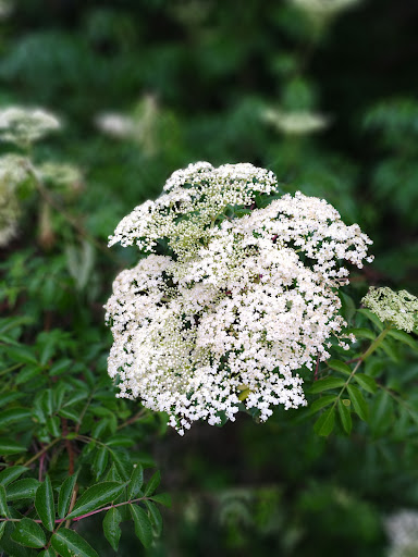 Park «Lions Park», reviews and photos, 1099 S Peach St, Duncanville, TX 75137, USA