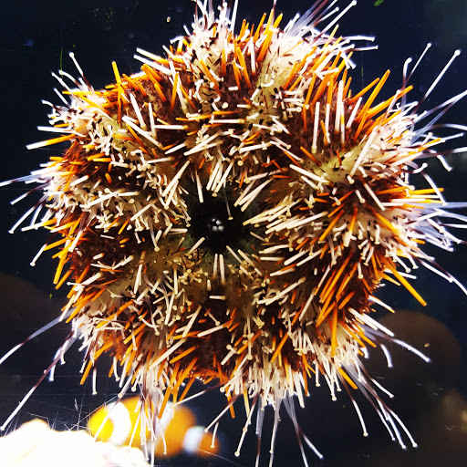 Tropical Fish Store «Premier Aquatics», reviews and photos, 1801 Roswell Rd, Marietta, GA 30062, USA