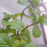 Photo n°4 de l'avis de Michael.e fait le 14/07/2020 à 18:08 sur le  Hotel-Gasthof Adler à Ulm