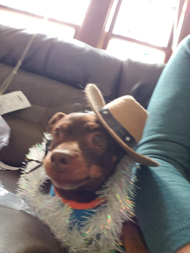 Pet Supply Store «Petco Animal Supplies», reviews and photos, 16095 W Bluemound Rd, Brookfield, WI 53005, USA