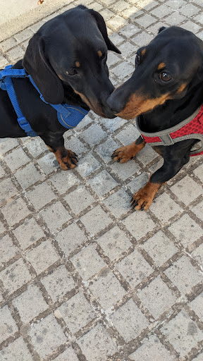 Veterinaria Son Sardina en Son Sardina