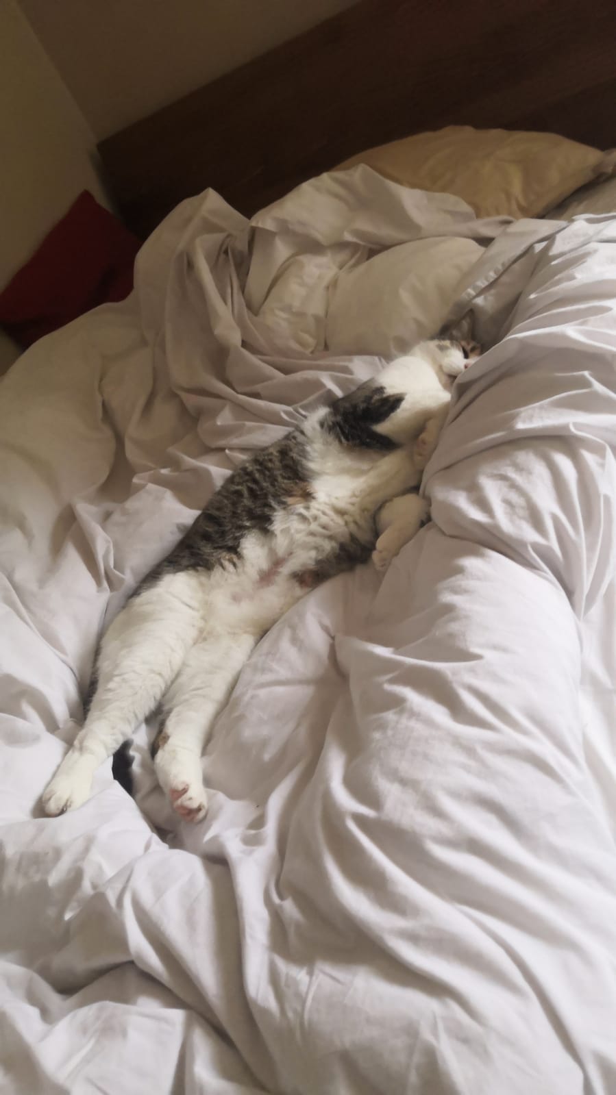 Photo n° 1 de l'avis de jean-Laurent.e fait le 01/03/2024 à 18:14
