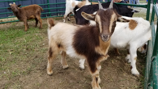 Farm «Benton Family Farm», reviews and photos, 11896 Old Lexington Pike, Walton, KY 41094, USA