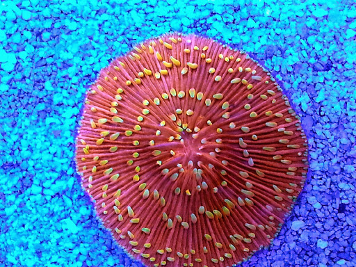 Pet Store «Mandarin SeaLife», reviews and photos, 9633 Old St Augustine Rd #2, Jacksonville, FL 32257, USA