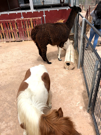 Bonnie Springs Ranch Petting Zoo