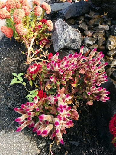 Park «Constitution Park», reviews and photos, Fletcher Ave & Lewis St, Fort Lee, NJ 07024, USA