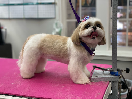 Pet Store «Canine Carousel», reviews and photos, 43135 Broadlands Center Plaza #129, Ashburn, VA 20148, USA