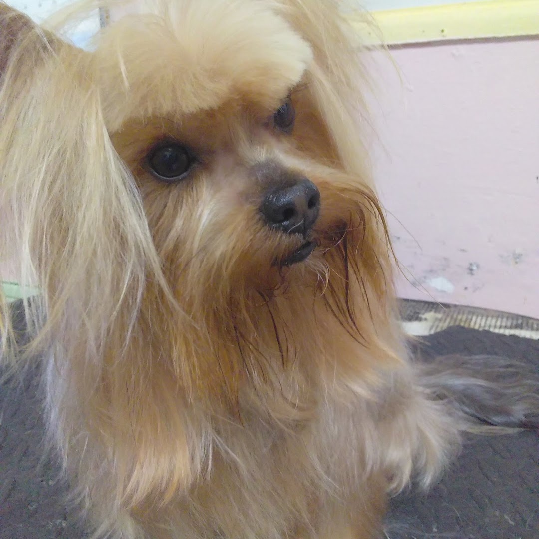 Poodle Beauty Salon / Pet Grooming