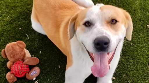 Tehama County Animal Care Center image