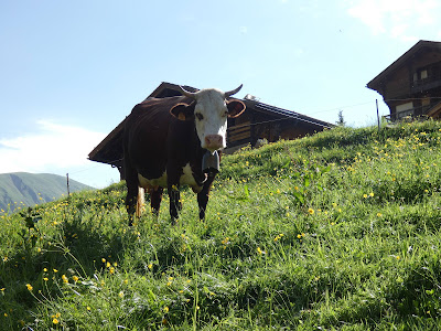 GAEC Les Languières à Le Grand-Bornand