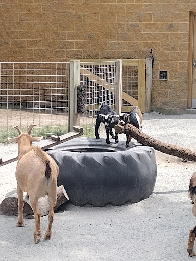 Zoo «Capron Park Zoo», reviews and photos, 201 County St, Attleboro, MA 02703, USA