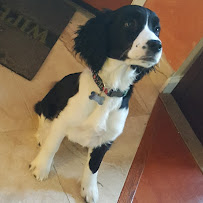 Tri-Valley Carpet Care - Photo 2 - Car repair in Danville, CA, Concord