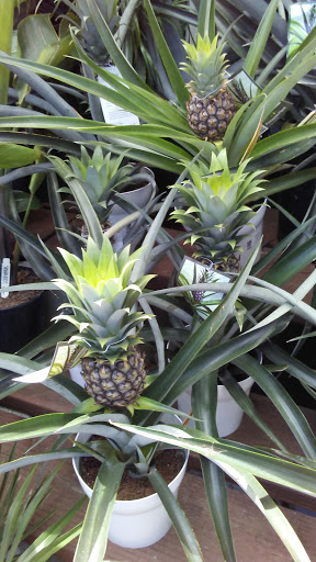 Hardware Store «Orchard Supply Hardware», reviews and photos, 2555 Charleston Rd, Mountain View, CA 94043, USA