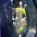 Photo n° 8 de l'avis de Yannick.e fait le 09/03/2024 à 15:38 pour Nausicaa Centre National De La Mer à Boulogne-sur-Mer