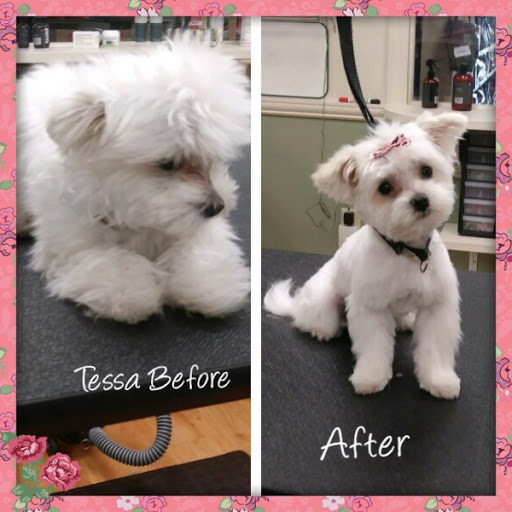 Pet Supply Store «EarthWise Pet Supply & Grooming», reviews and photos, 245 Fries Mill Rd, Blackwood, NJ 08012, USA