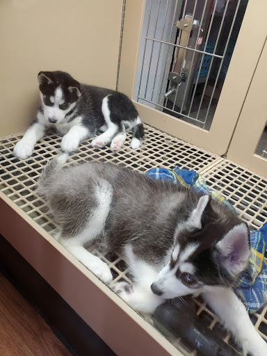 Pet Store «Petland», reviews and photos, 1600 Turner McCall Blvd, Rome, GA 30161, USA