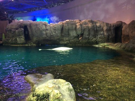 Aquarium «Shedd Aquarium», reviews and photos, 1200 S Lake Shore Dr, Chicago, IL 60605, USA