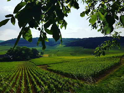 Domaine Dujardin à Monthelie