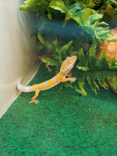 Pet Supply Store «Pet Supplies Plus», reviews and photos, 12407 MoPac Expy 525 - B, Austin, TX 78758, USA