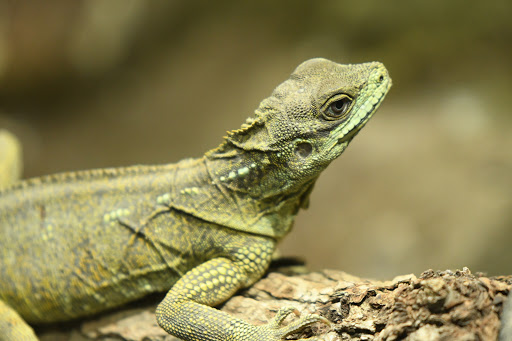 Aquarium «Loveland Living Planet Aquarium», reviews and photos, 12033 Lone Peak Pkwy, Draper, UT 84020, USA