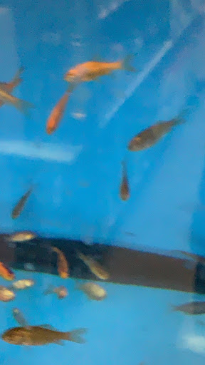 Pet Supply Store «Petco Animal Supplies», reviews and photos, 25451 Horace Harding Expy, Little Neck, NY 11362, USA