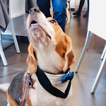 Photo n°2 de l'avis de Leonardo.a fait le 29/10/2023 à 13:51 sur le  TrattOliva à Campello sul Clitunno