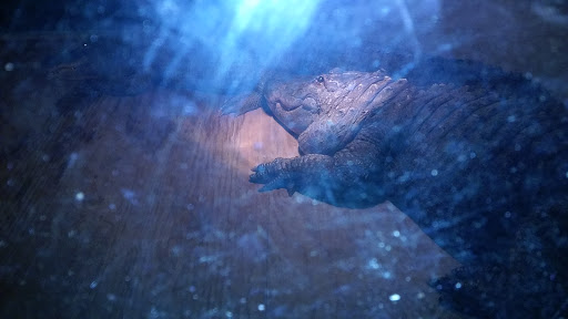 Zoo «Luray Zoo A Rescue Zoo», reviews and photos, 1087 U.S. 211, Luray, VA 22835, USA