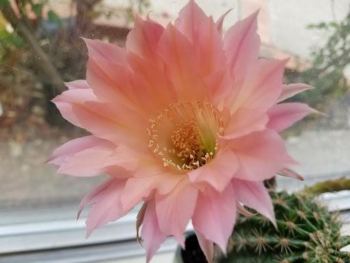 Window Cleaning Service «OceanView Cleaning Services», reviews and photos, 124 Shellie Ct, Bay Point, CA 94565, USA