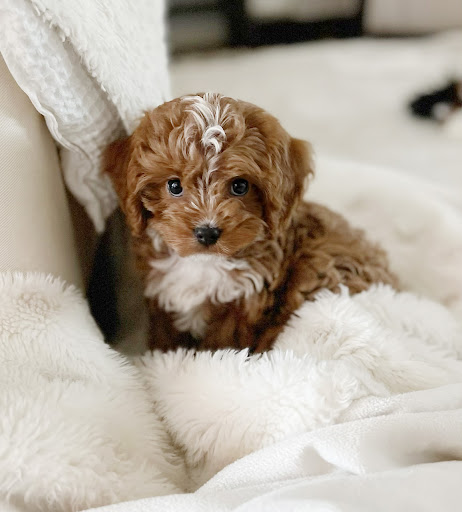 Pet Store «Puppies N Love», reviews and photos, 7700 W Arrowhead Towne Center, Glendale, AZ 85308, USA