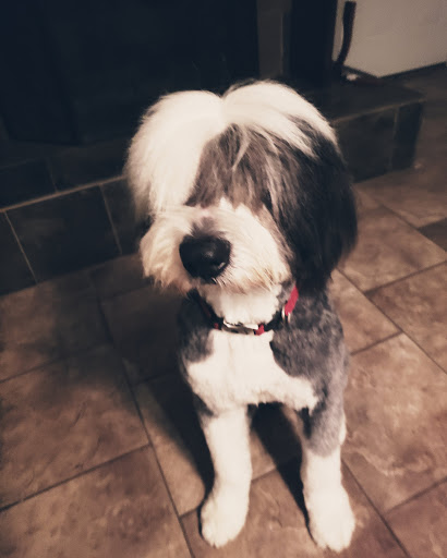 Pet Store «Oak Clips Pet Boutique & Grooming», reviews and photos, 502 N Edgefield Ave, Dallas, TX 75208, USA