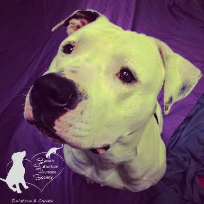 Animal Shelter «South Suburban Humane Society», reviews and photos