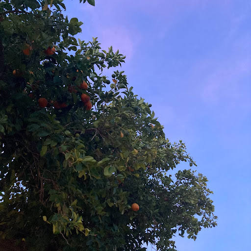 Park «Loma Linda Park», reviews and photos, 400 E Loma Linda Blvd, Goodyear, AZ 85338, USA