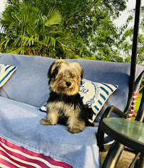 Anna and Andy Pet Sitters - Photo 3 - Car repair in Columbus, GA, Columbus