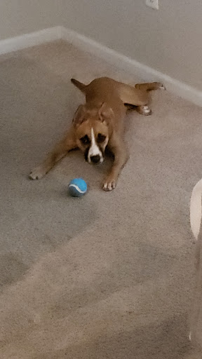 Animal Shelter «Humane Society of Ocean City», reviews and photos, 1 Shelter Rd, Ocean City, NJ 08226, USA