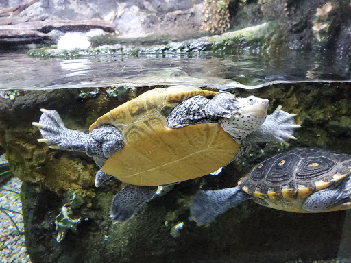 Aquarium «Newport Aquarium», reviews and photos, 1 Aquarium Way, Newport, KY 41071, USA