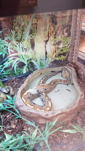 Pet Store «Exotic Pets», reviews and photos, 2410 N Decatur Blvd #160, Las Vegas, NV 89108, USA