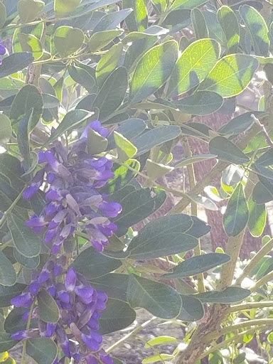 Park «Katherine Rose Memorial Park», reviews and photos, 303 N Walnut Creek Dr, Mansfield, TX 76063, USA