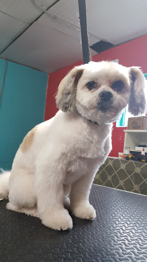 Pet Groomer «Precious Paws Pet Grooming», reviews and photos, 1807 Franklin St, Michigan City, IN 46360, USA