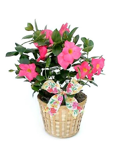 Giving Plants - Flower Gift Plant Delivery