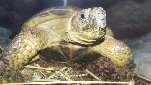 Pet Supply Store «Petco Animal Supplies», reviews and photos, 31419 Pacific Hwy S, Federal Way, WA 98003, USA