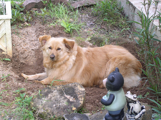 Trinity Animal Hospital