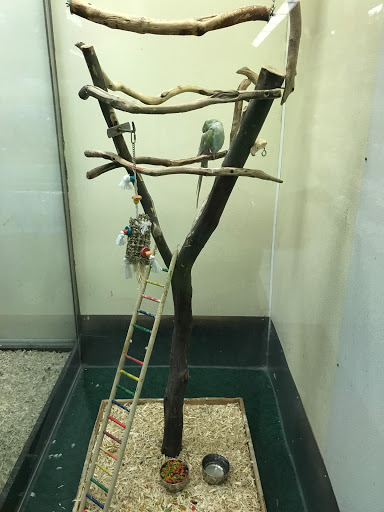 Pet Store «Petland Discounts - Parkchester», reviews and photos, 1949 Westchester Ave, Bronx, NY 10462, USA