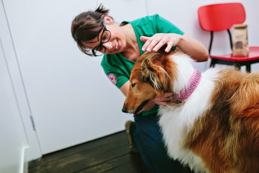 Northcote Animal Hospital (nOah)