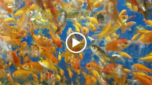 Pet Supply Store «Pet Supplies Plus», reviews and photos, 1237 Concord Pkwy N, Concord, NC 28025, USA