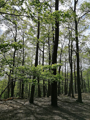 Bois de Maurepas à Maurepas