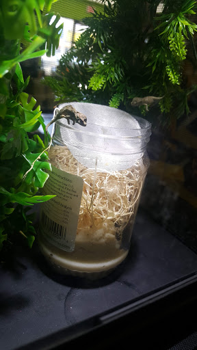 Reptile Store «Reptile Pets Direct», reviews and photos, 8088 Pat Booker Rd, Live Oak, TX 78233, USA